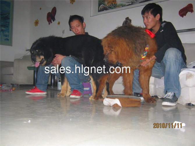血系 红獒为地道 小国宝血系 铁包金1岁多肩高72 红獒 ...