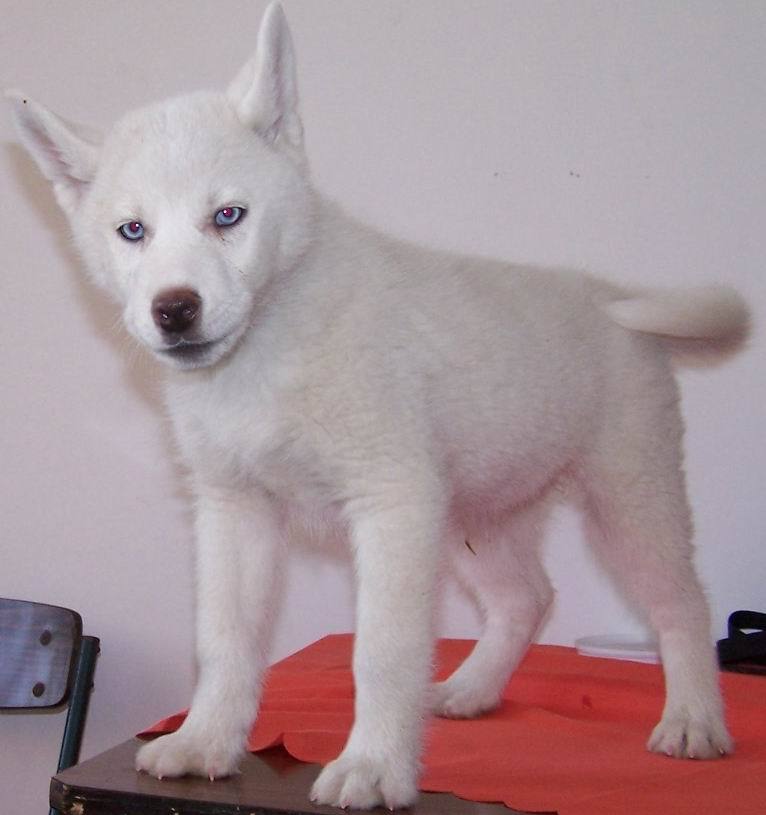 白色哈瓦那犬图片图片