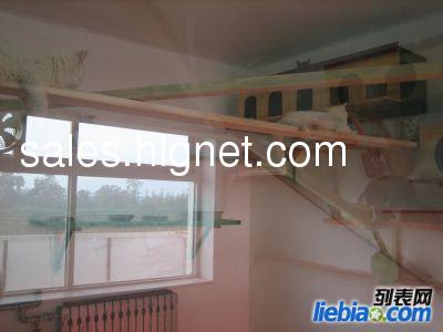北京回龙观宠物家庭寄养、十一期间寄养有偿收养猫猫
