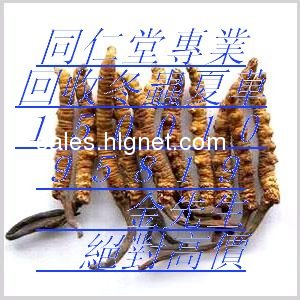 TRT冬虫夏草15001095819高价回收虫草海参