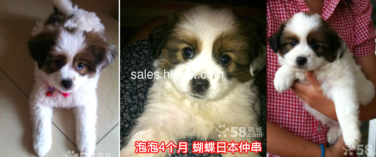 【免费送4个月大可爱活泼健康小狗】视频照片都有