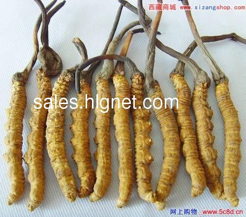 长春回收冬虫夏草13488877919锦州回收冬虫夏草