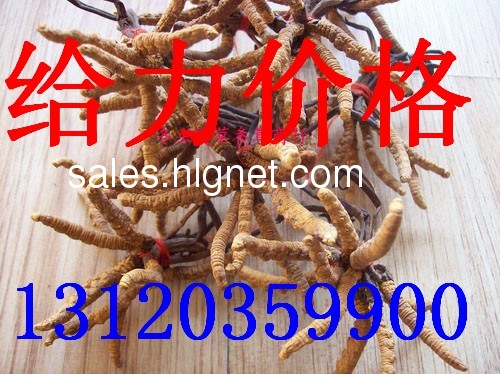 上门收购…≮13120359900≯…运城回收冬虫夏草