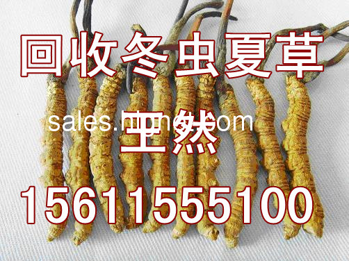 ◎高价上门…≤南昌回收冬虫夏草≥15611555100王然★